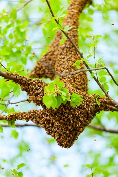 Swarm of Bees on a Tree Limb
